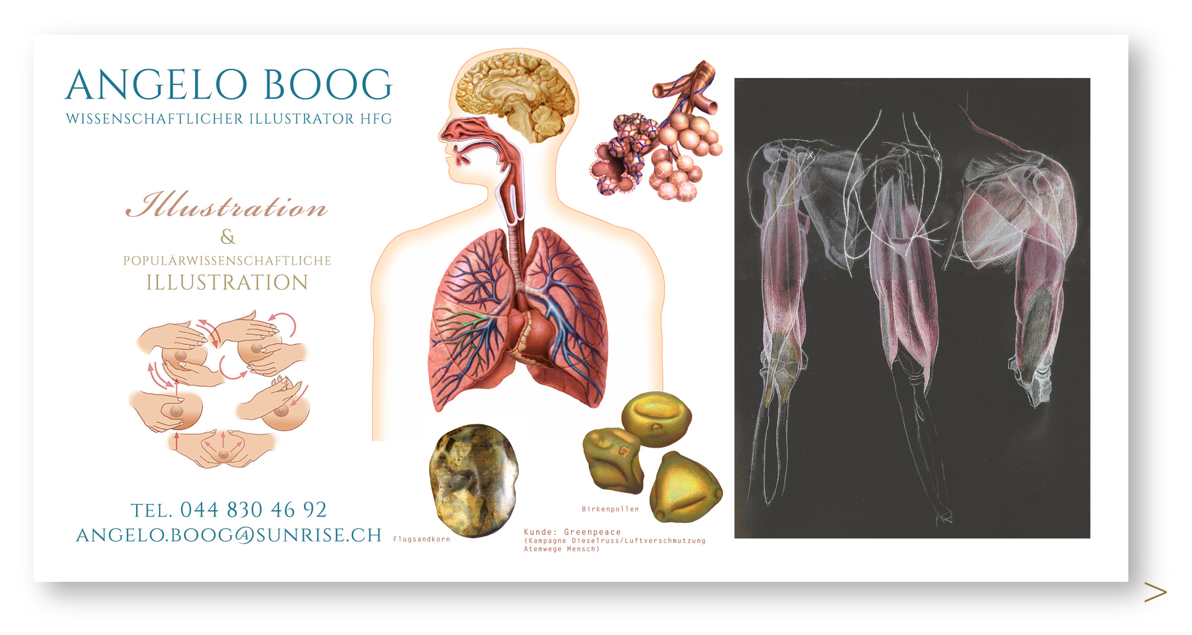 Wissenschaftliche Illustration Anatomie Organe