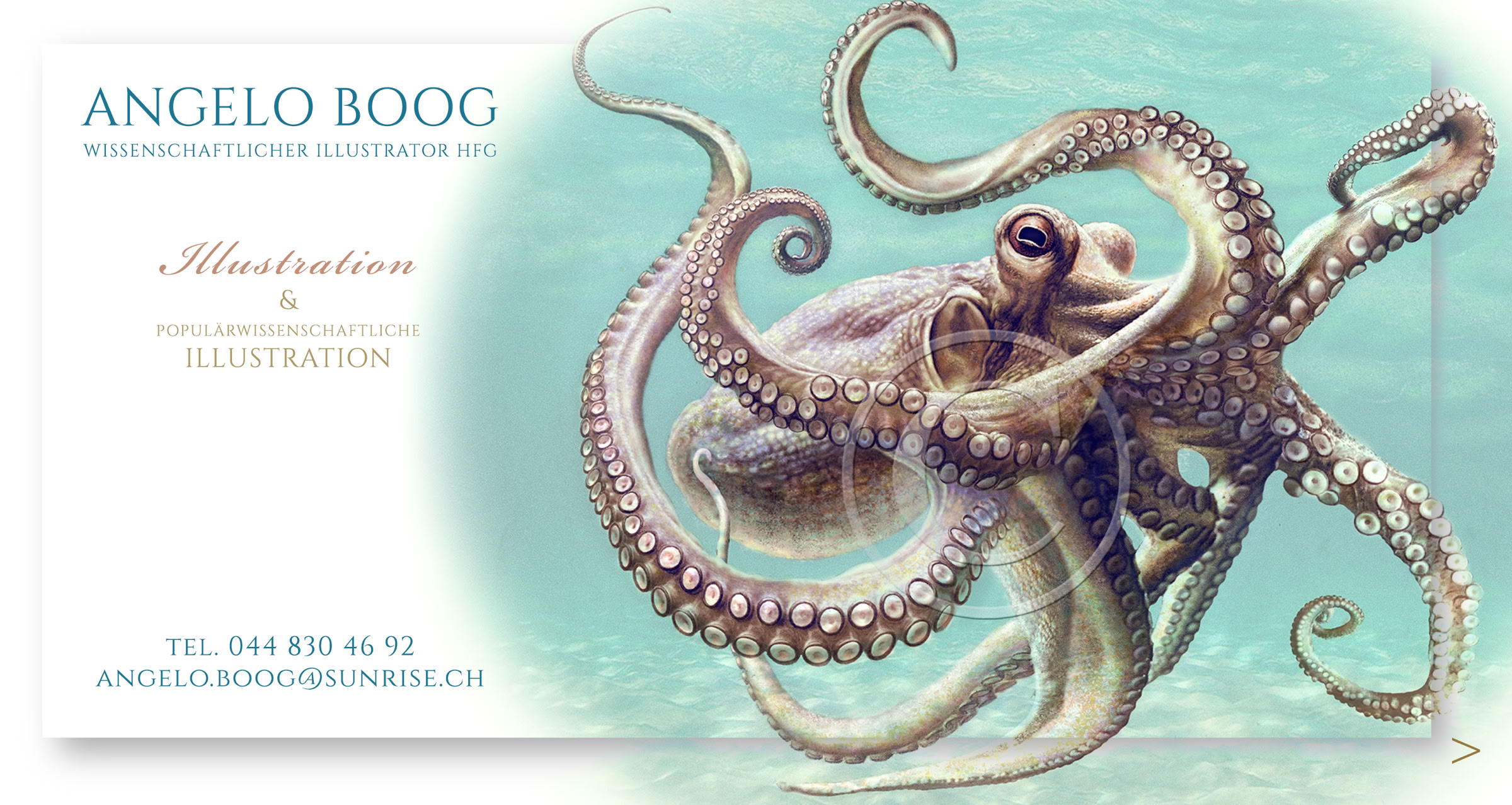 Wissenschaftliche Illustration Oktopus 