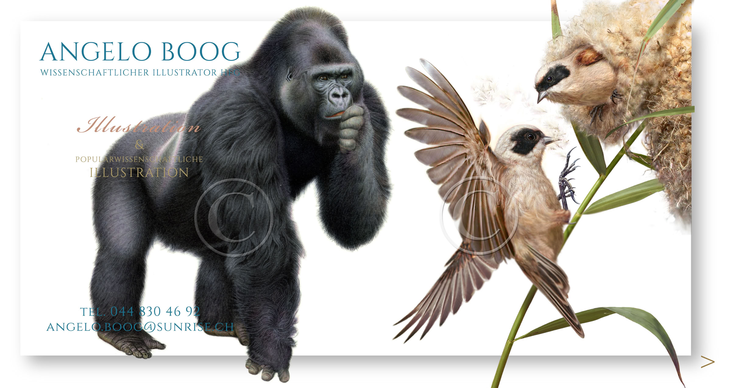 Wissenschaftliche Illustration Gorilla Beutelmeisen