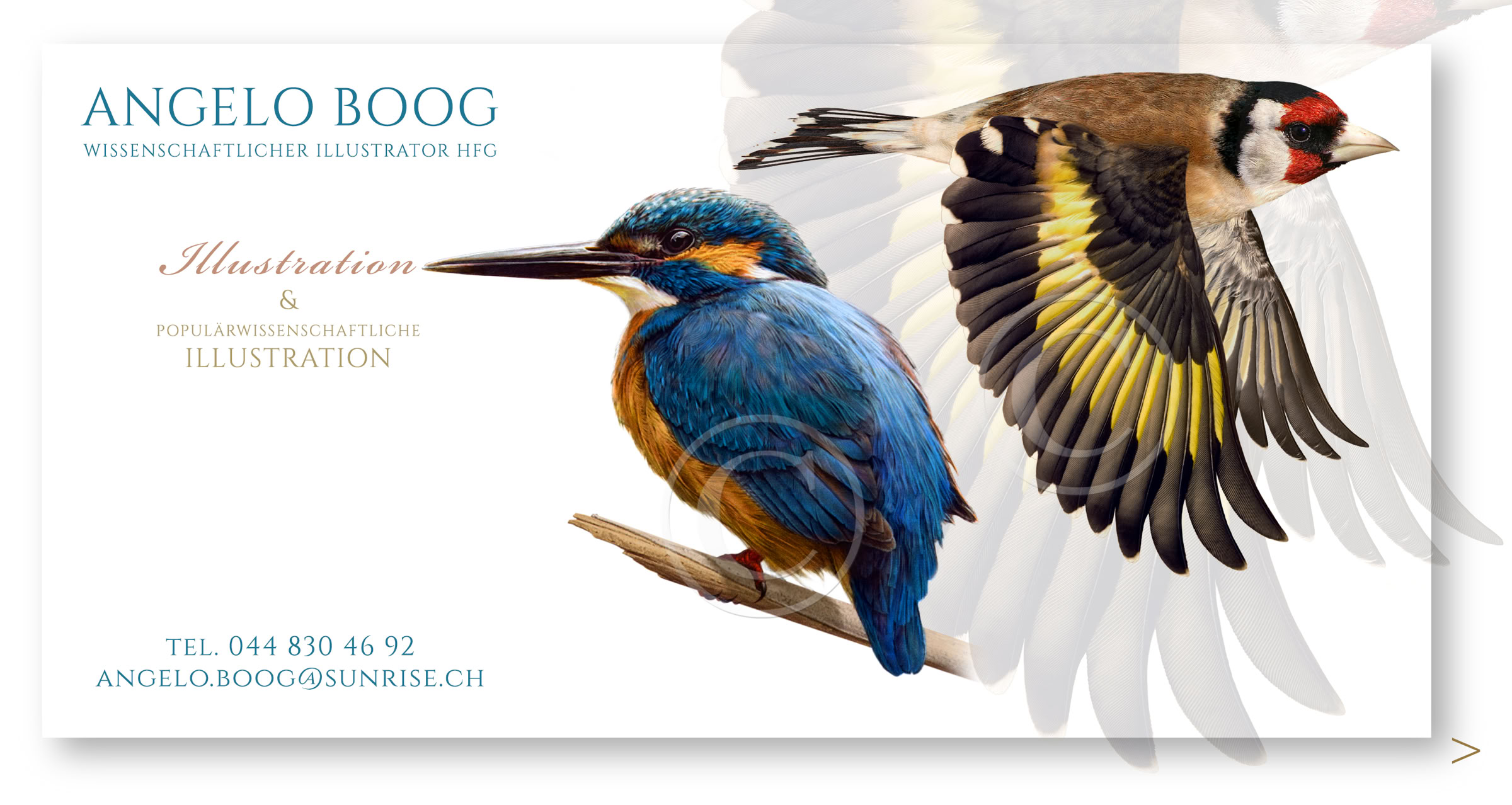 Wissenschaftliche Illustration Ornithologie Eisvogel Vogel