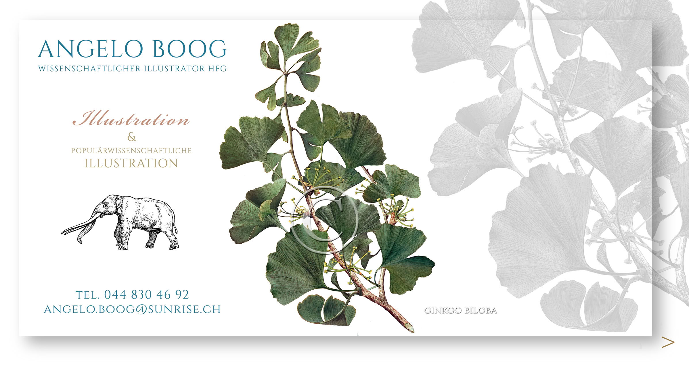Wissenschaftliche Illustration Ginkgo Biloba